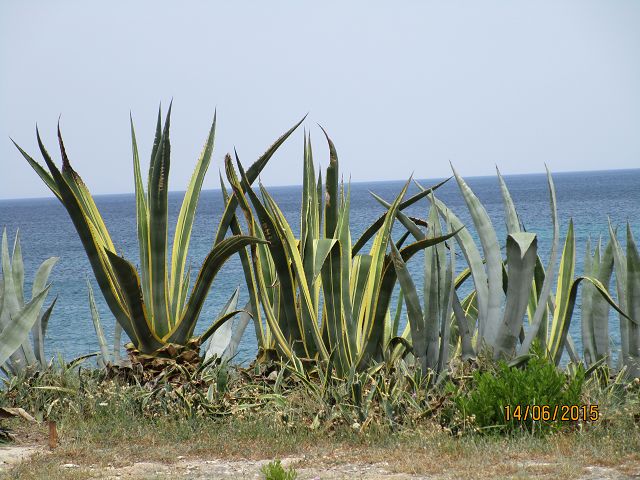 FV Stella Sud